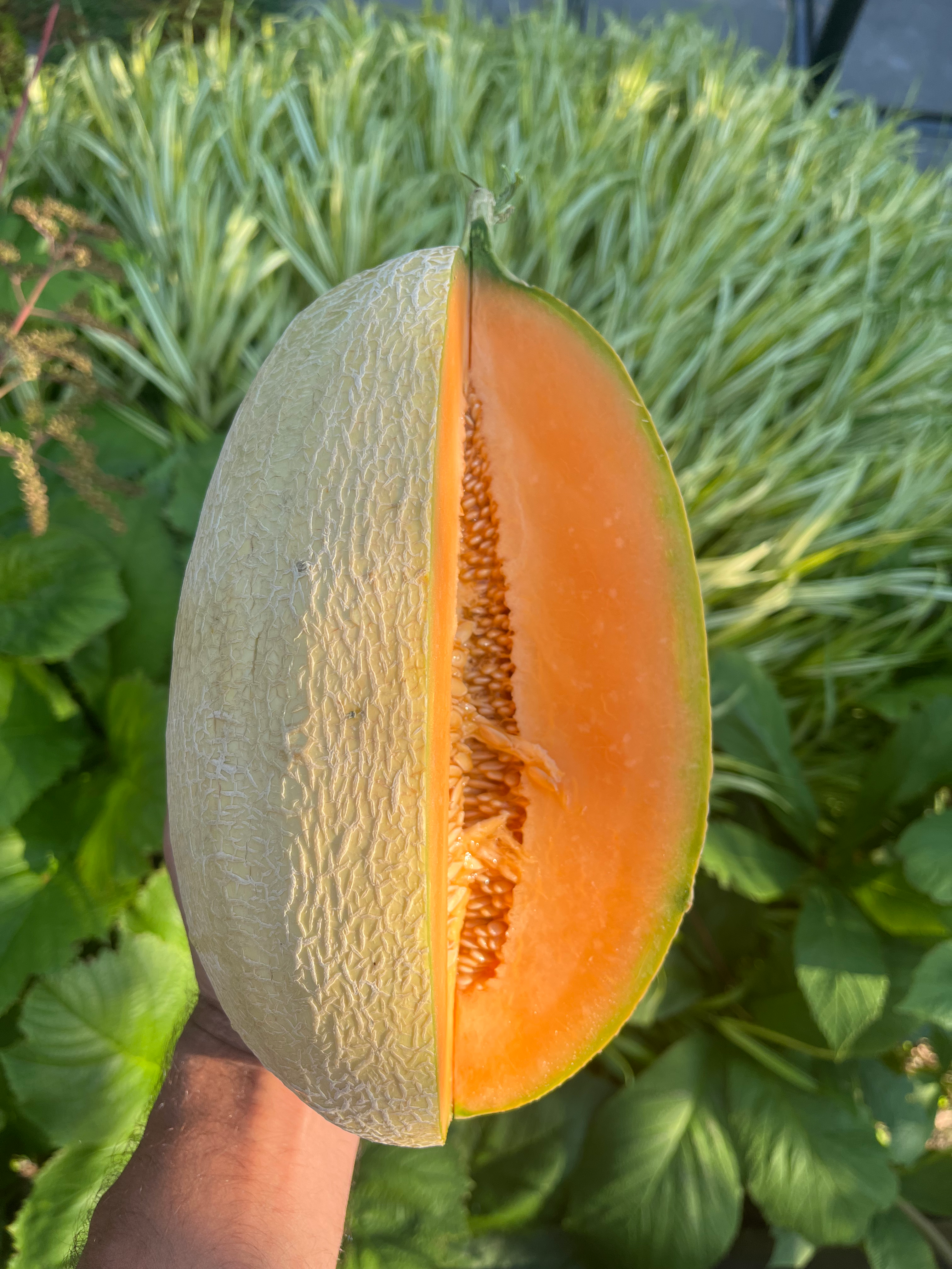 Cukrový melón Tirreno