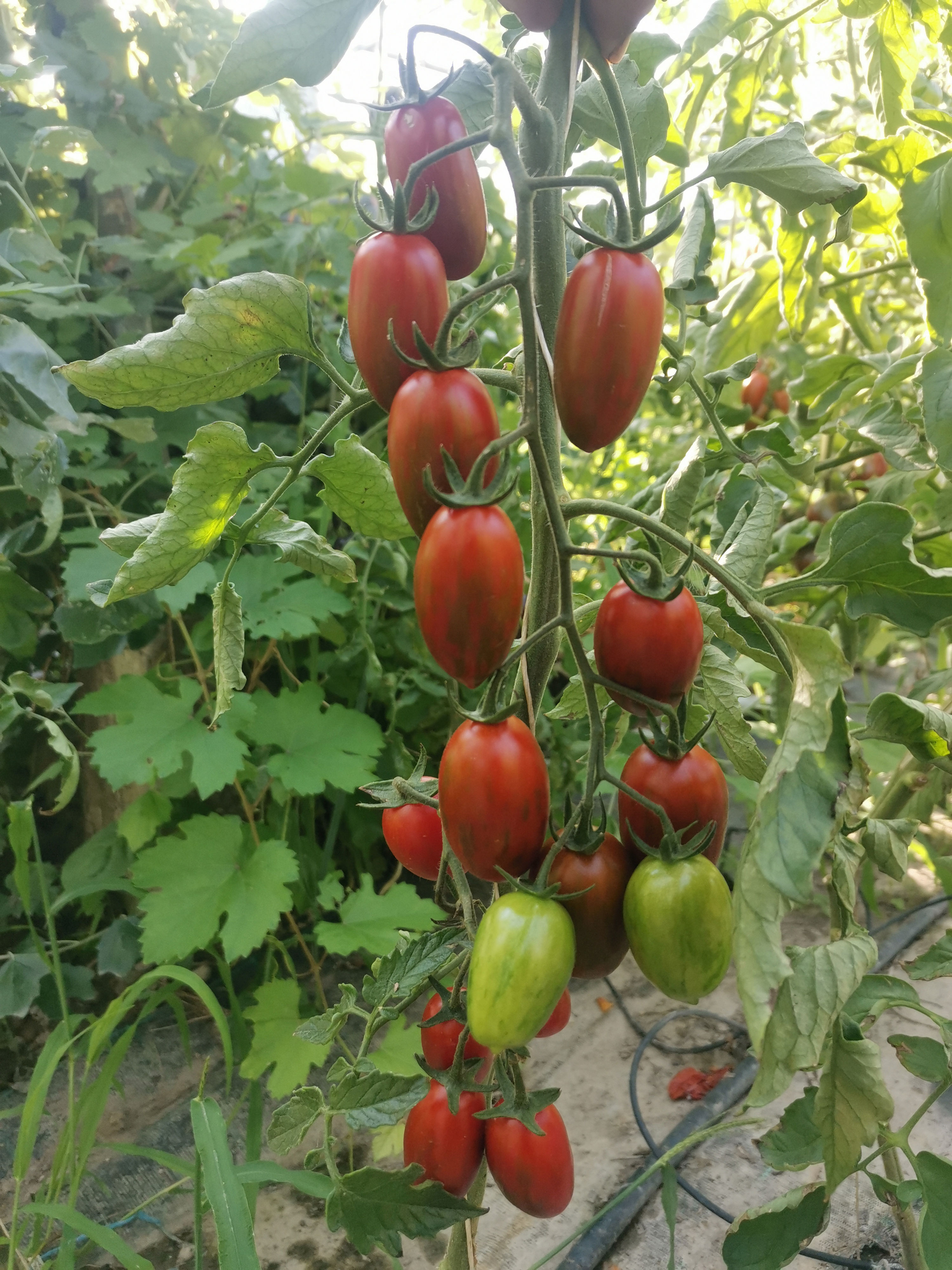 Tomarindo Multicolor