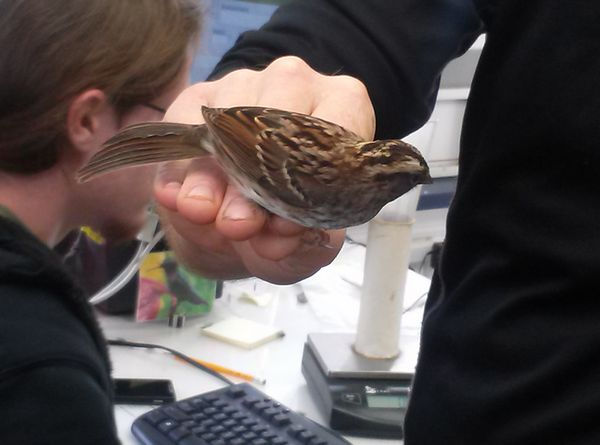 tn_BirdBandingTigerDen (8).jpg