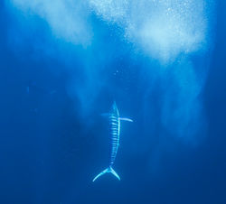 Galapagos Marlin Fishing