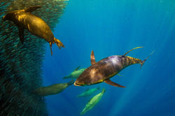 Galapagos Marlin Fishing
