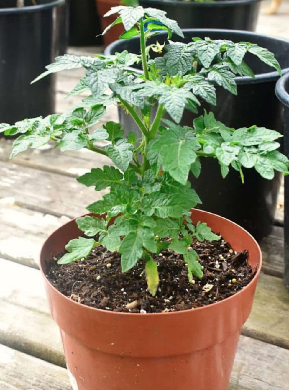 Tomato Plant | Click on image to enlarge