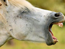 Straight From the Horse's Mouth