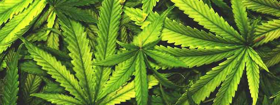 Supervisors to Conduct Hearings on New Cannabis Facilities in Unincorporated Areas of County