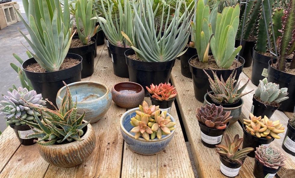 Common and unusual succulents | Click on image to enlarge