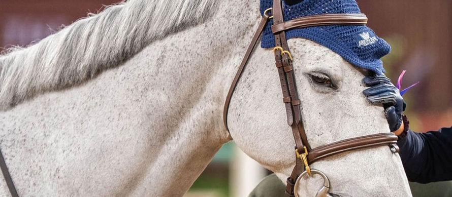 The Race to Evacuate the World's Elite Horses from the Iran War