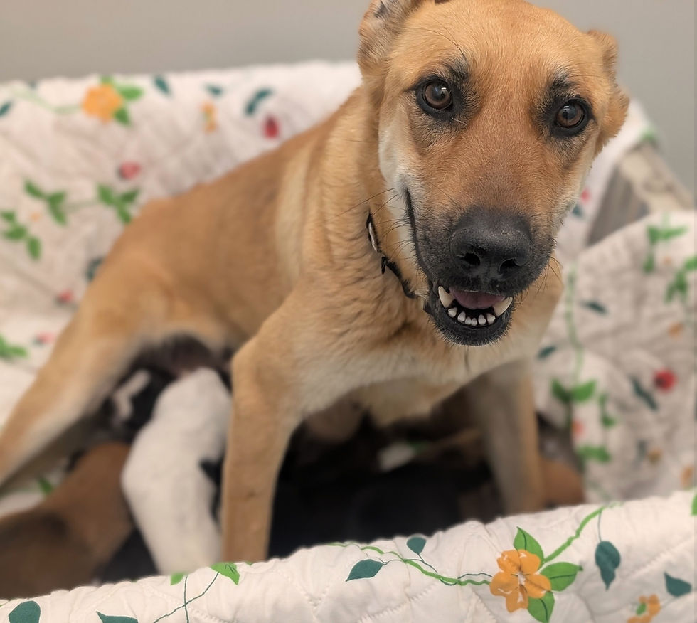 Perdita | Photo by County of San Diego Animal Services