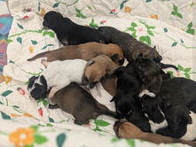 Looking for a Kindhearted Person/Family to Foster Mom and Pups for a Little While