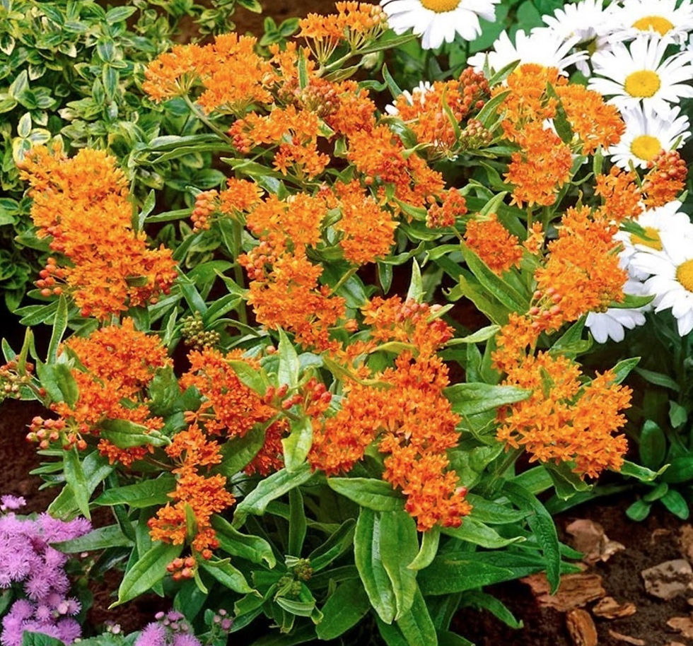 Monarch Butterflies love Butterfly Weed | Click on image to enlarge