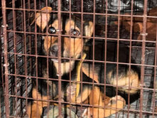 Are You Missing Your German Shepherd Pup?