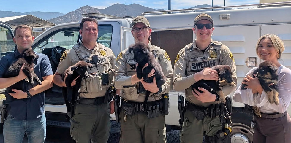 Puppies Available Starting Today!
