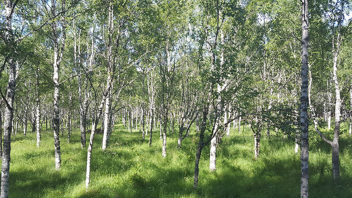 Panorama1.jpg