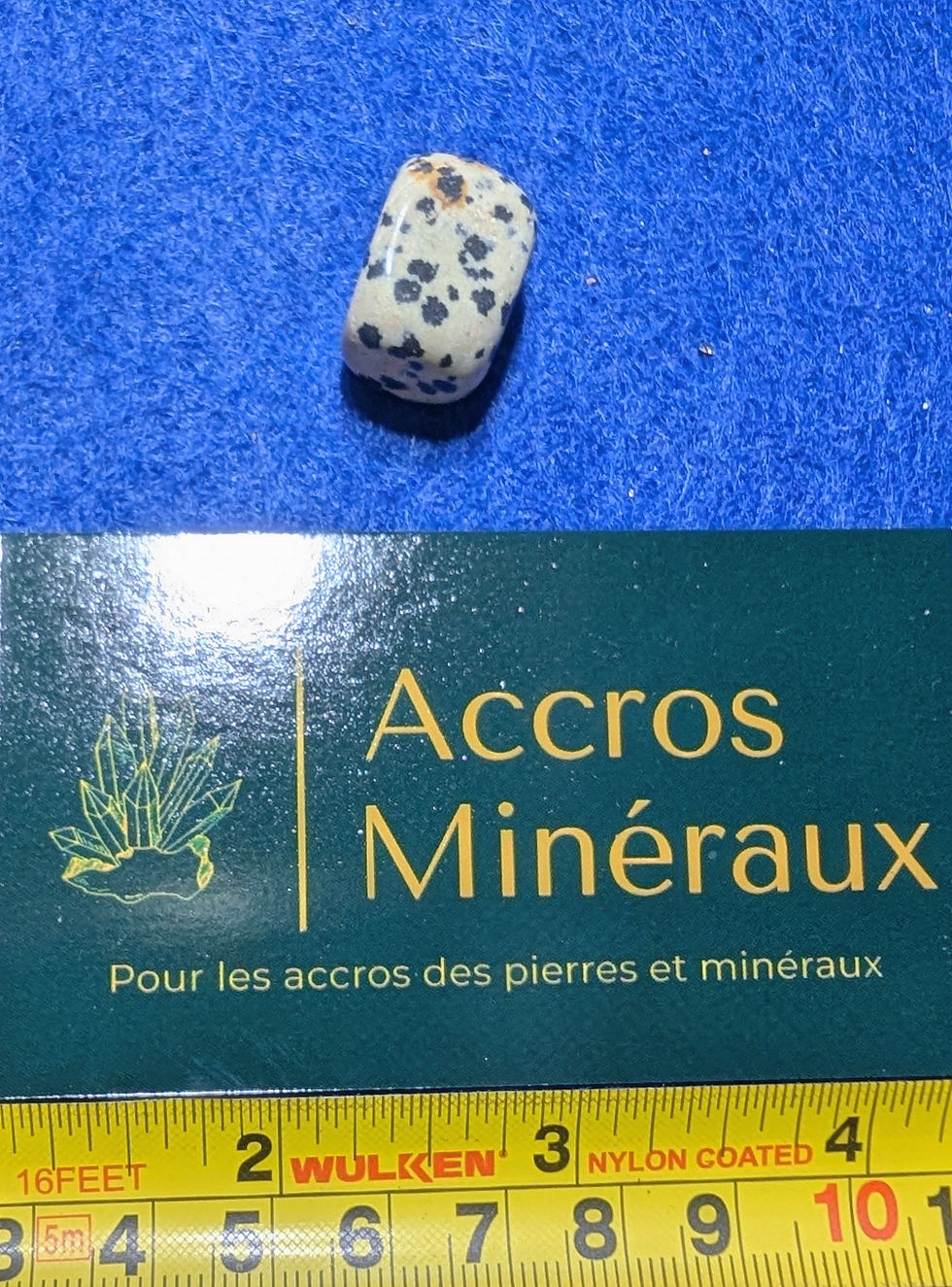 Jaspe dalmatien