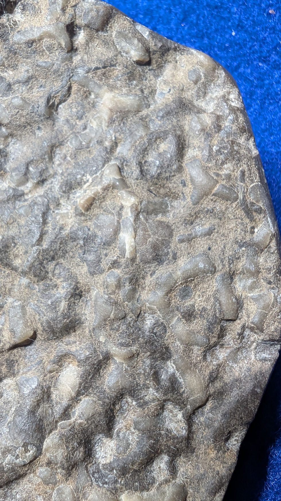 Fossiles de Bryozoaires