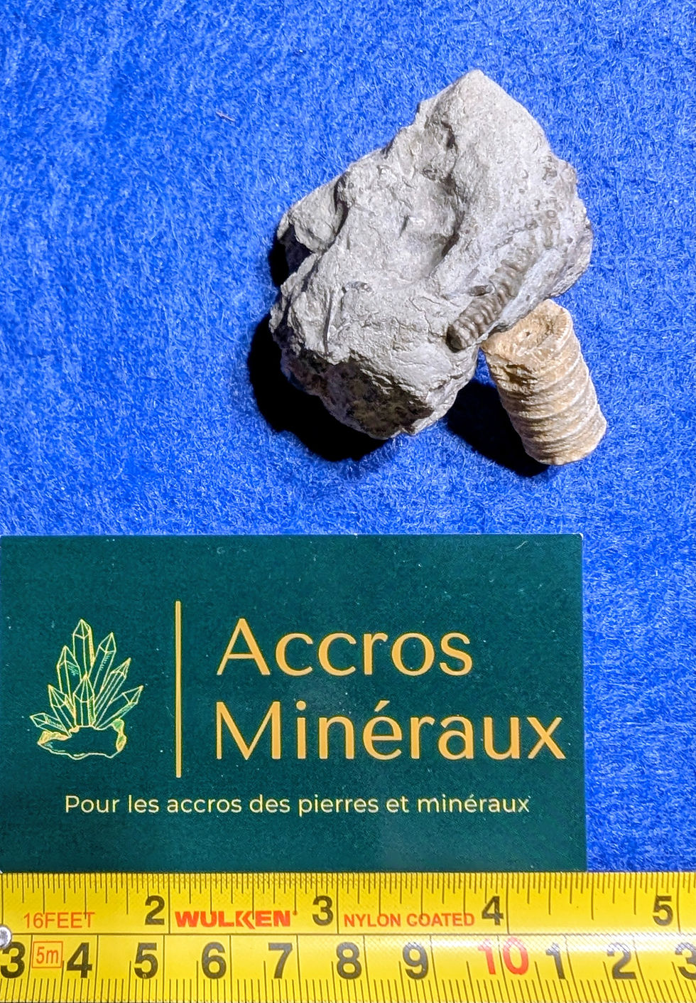 Fossiles de crinoïdes