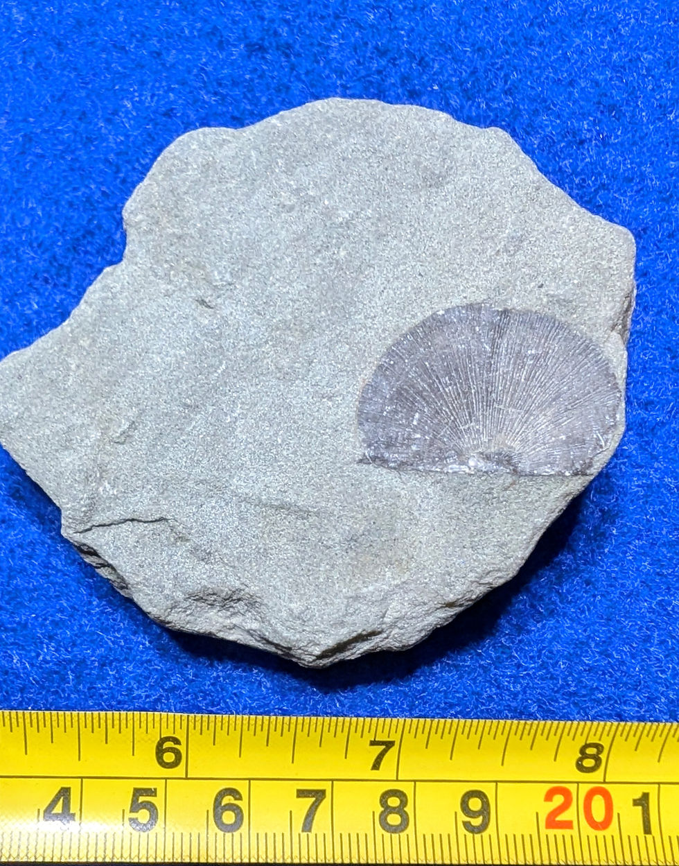 Fossiles de Brachiopodes