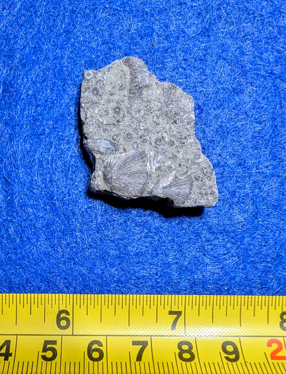 Fossiles de Brachiopodes & Crinoïdes