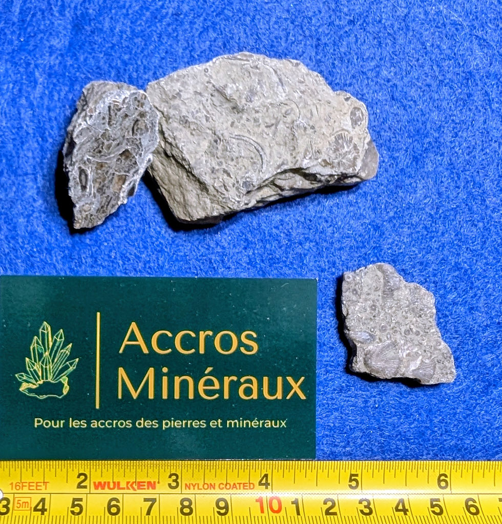 Fossiles de Brachiopodes & Crinoïdes