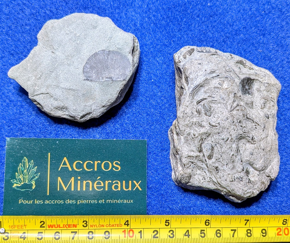 Fossiles de Brachiopodes