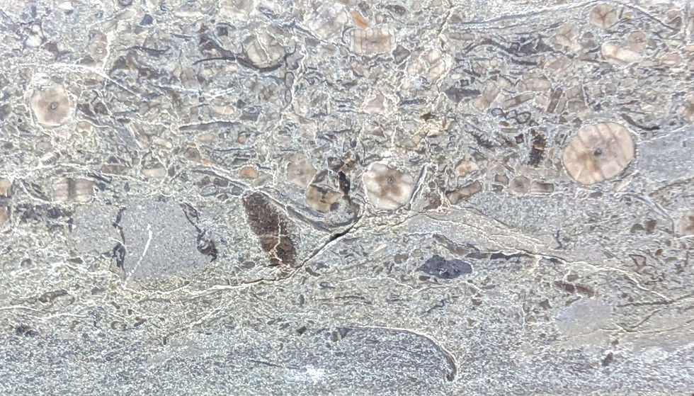 Fossiles de Crinoïdes