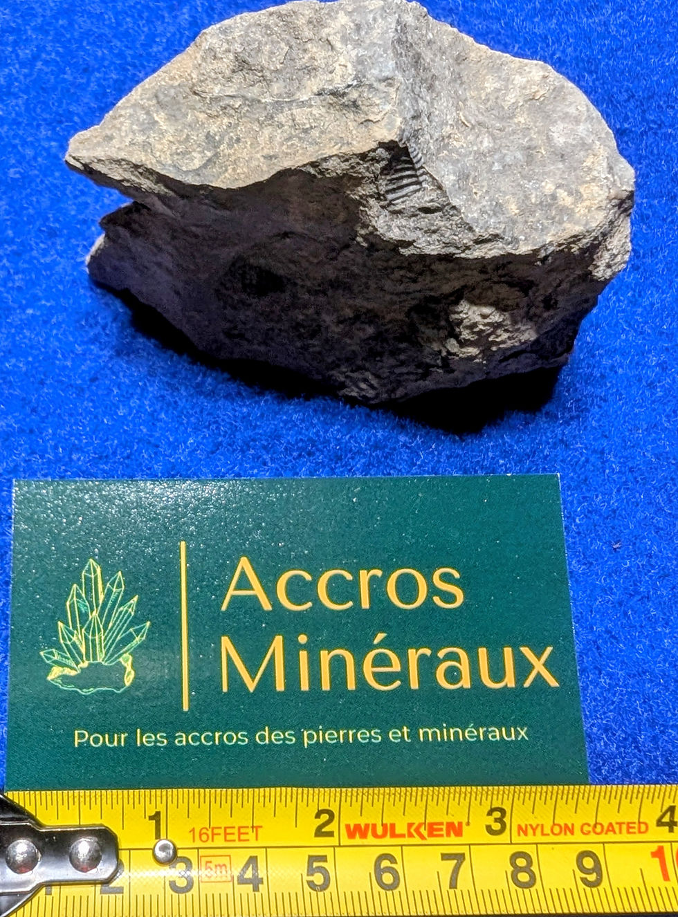 Empreinte Trilobite