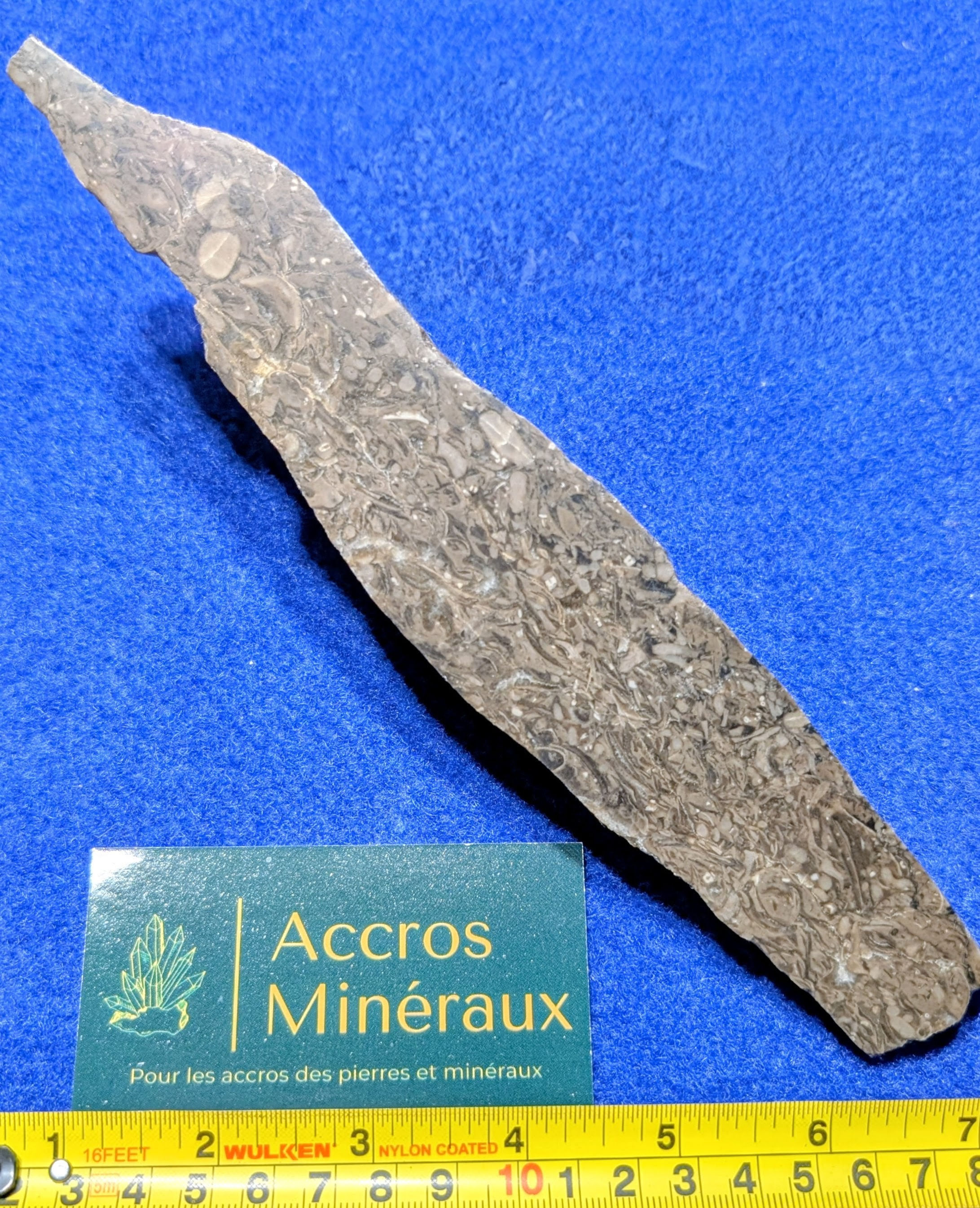 Fossiles de la Grotte du Diable
