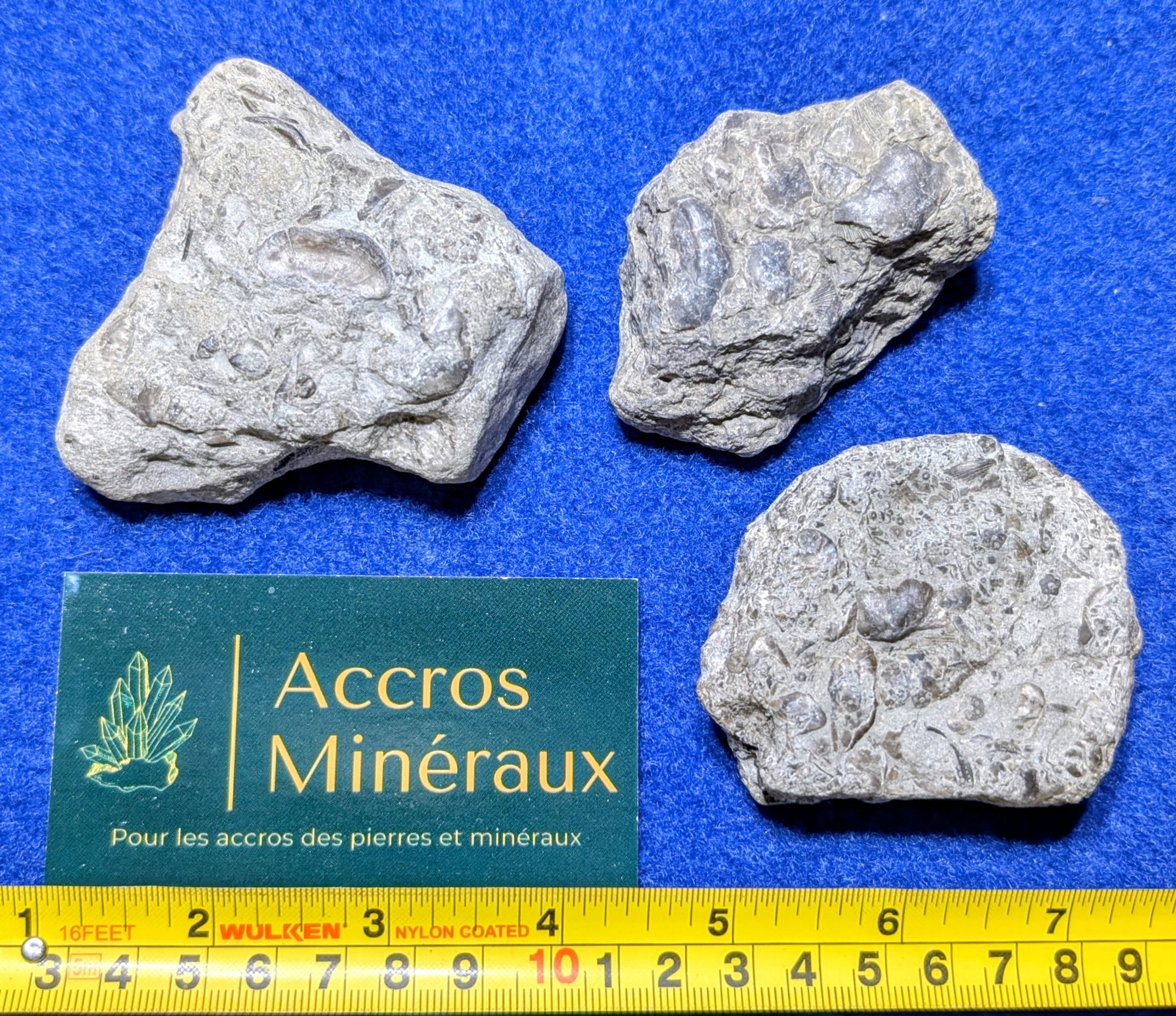 Fossiles de Brachiopodes et Crinoïdes