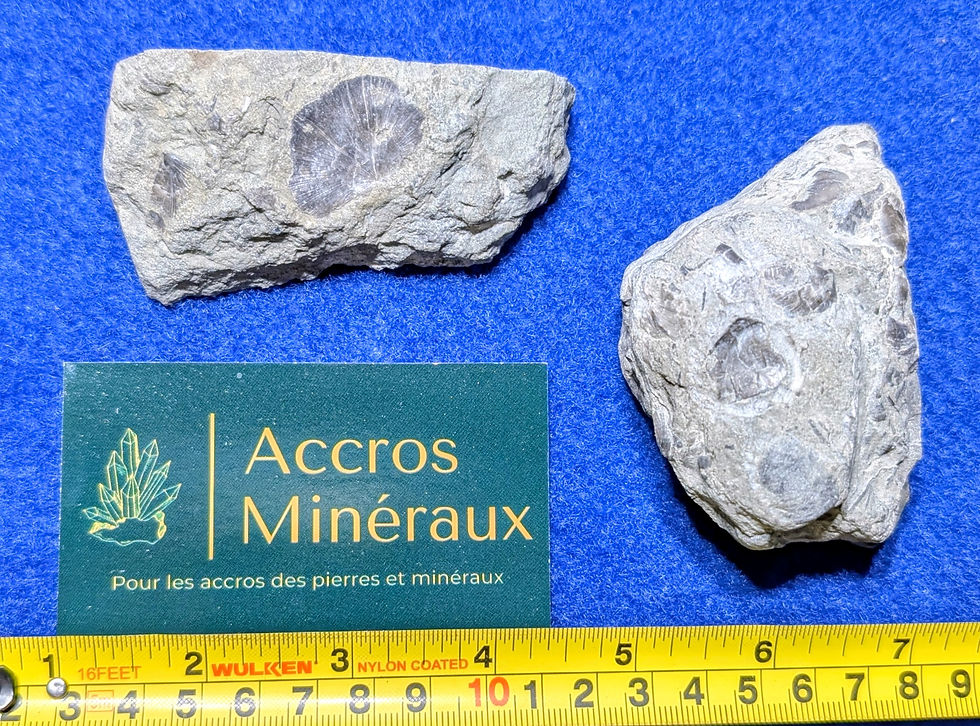 Fossiles de Brachiopodes et de Crinoïdes