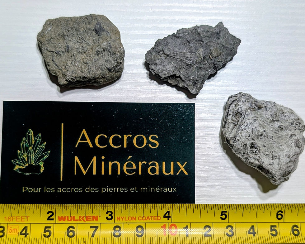 Fossiles de brachiopodes et de crinoïdes