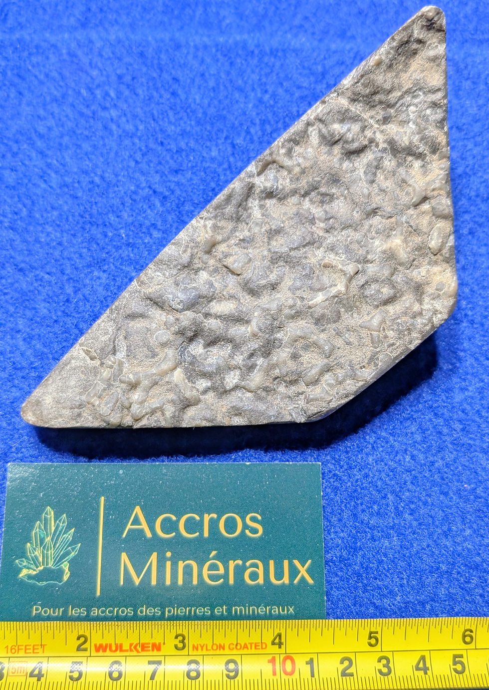 Fossiles de Bryozoaires