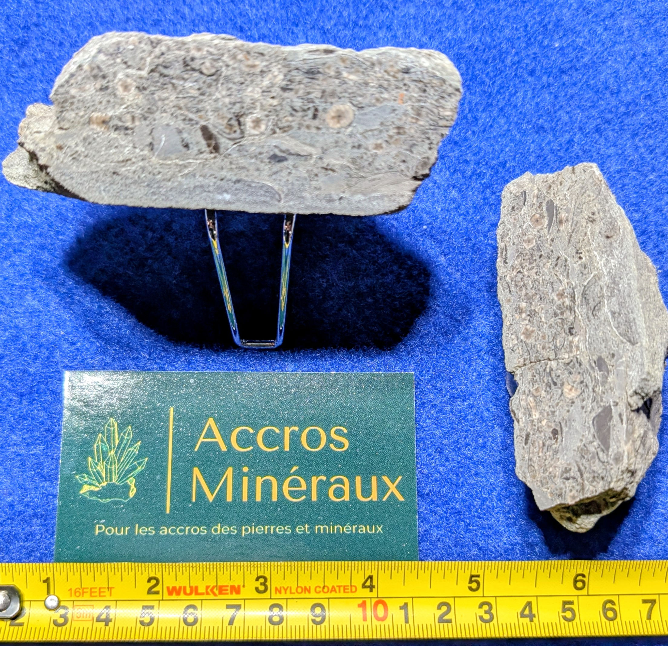 Fossiles de Crinoïdes