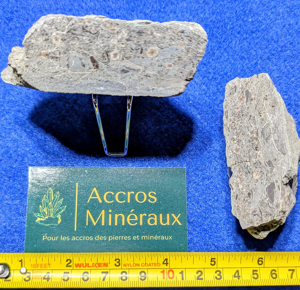 Fossiles de Crinoïdes