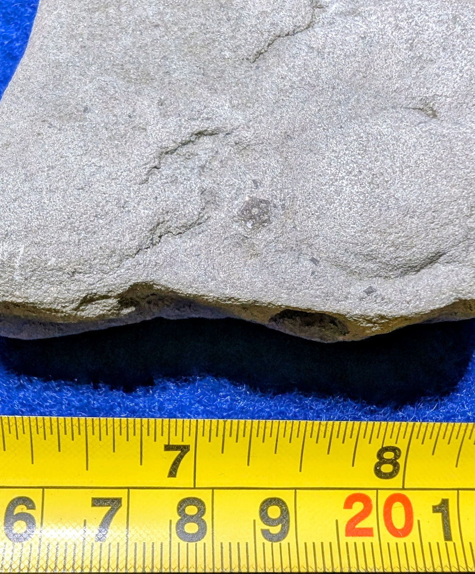 Miniature : Fossiles de Brachiopodes et de Crinoïdes