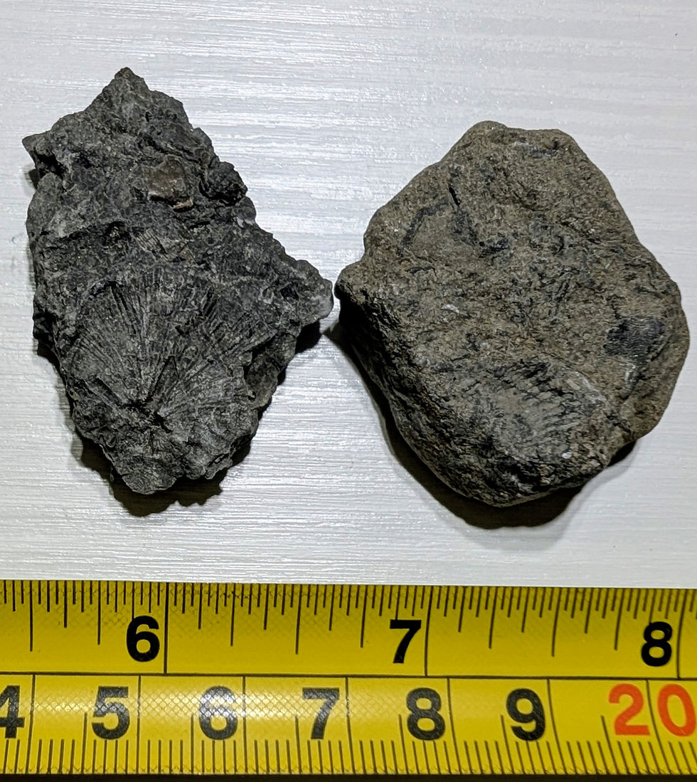 Fossiles de brachiopodes et de crinoïdes