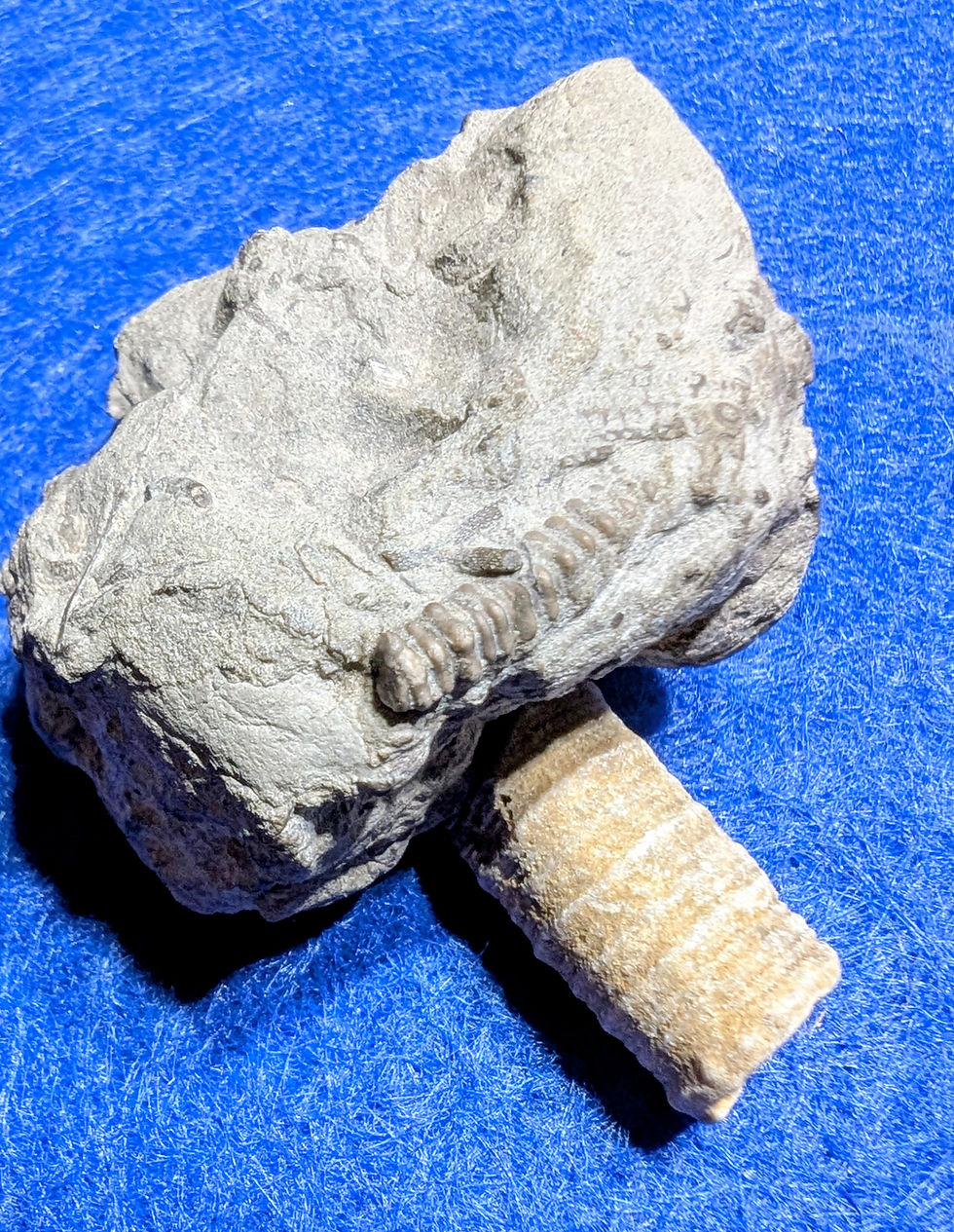 Fossiles de crinoïdes