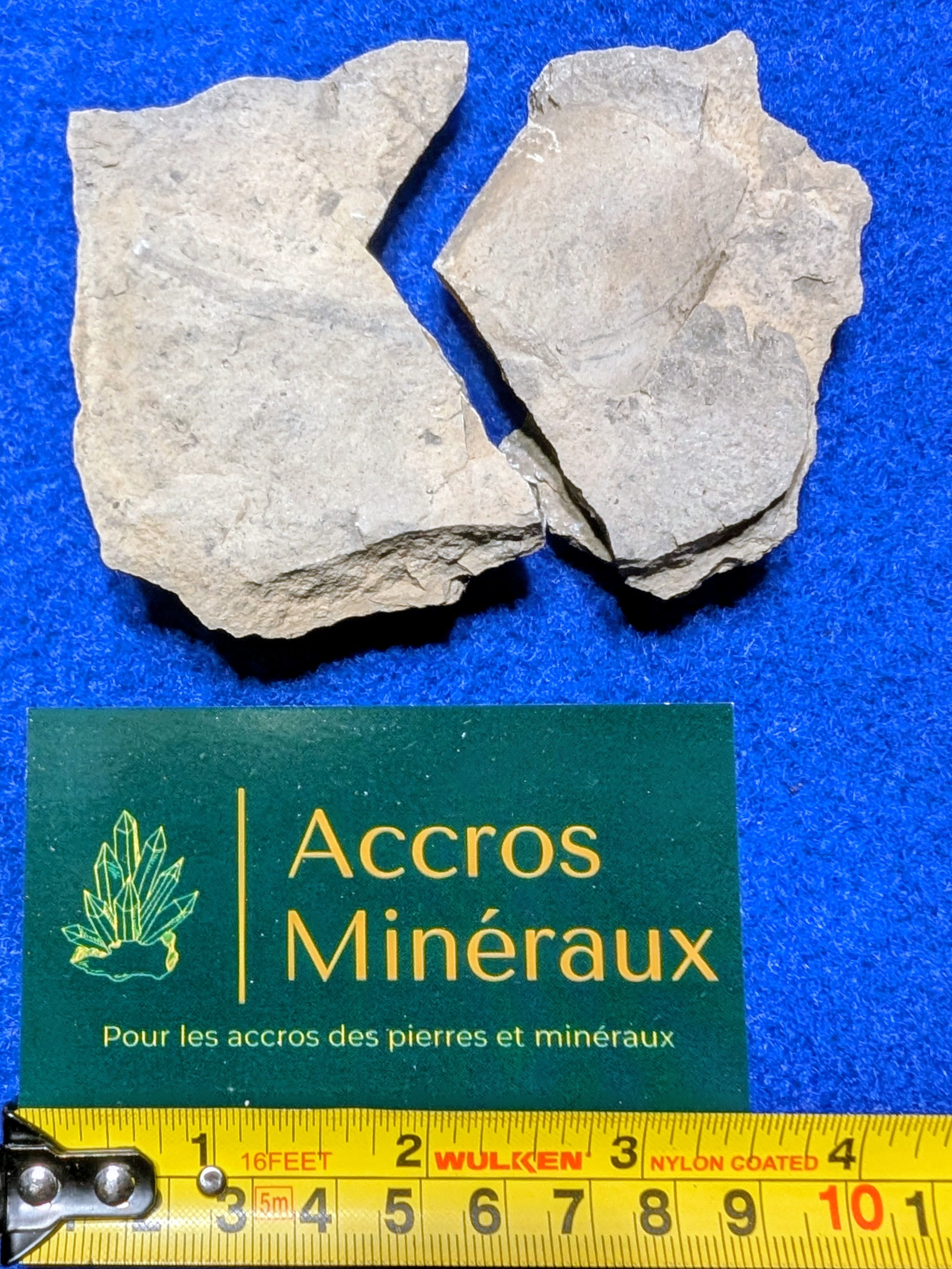Fossiles de Crinoïdes 12$