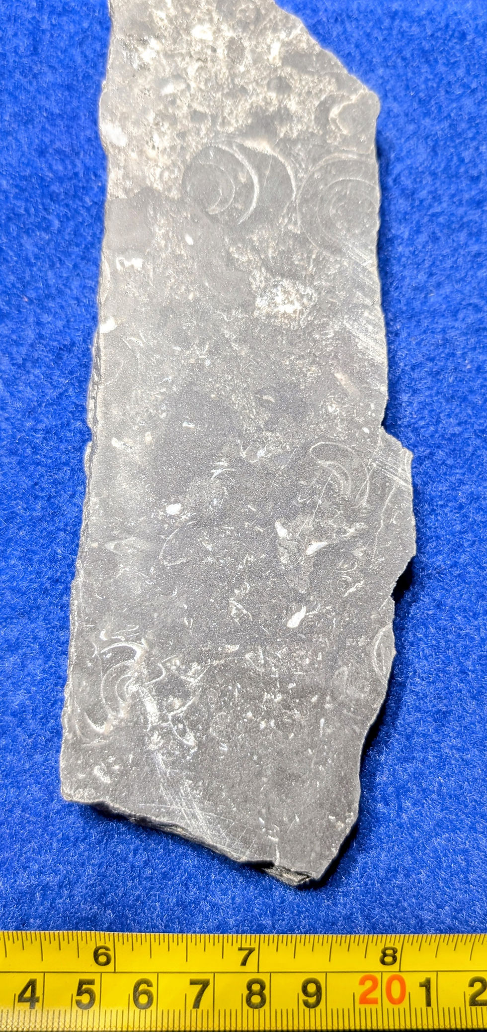 Fossiles de Gastéropodes