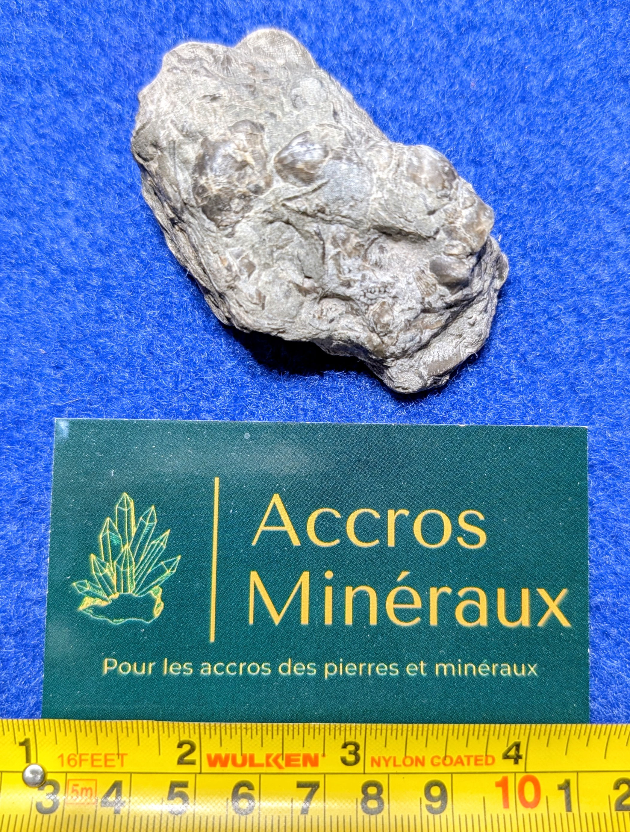 Fossiles de Brachiopodes