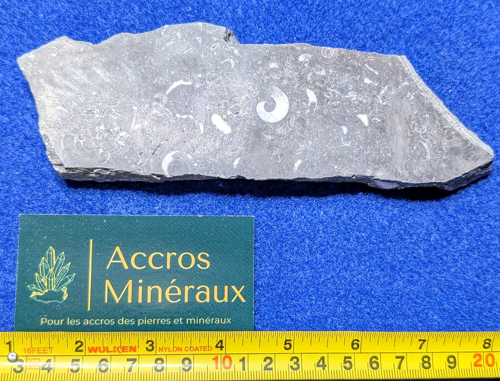 Fossiles de Gastéropodes