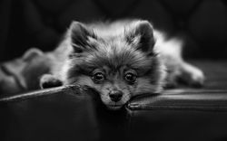 1920x1200_px_animals_dog-771915