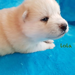lola_124654.jpg