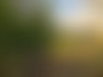 Does Clearing Increase Property Value in East Texas?