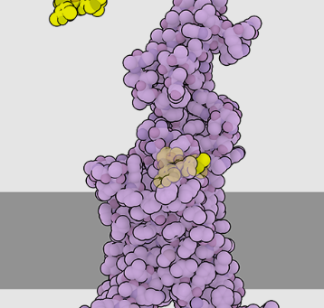 Two New GLP -1 Breakthroughs!