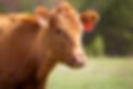 COWS (19 of 28).jpg