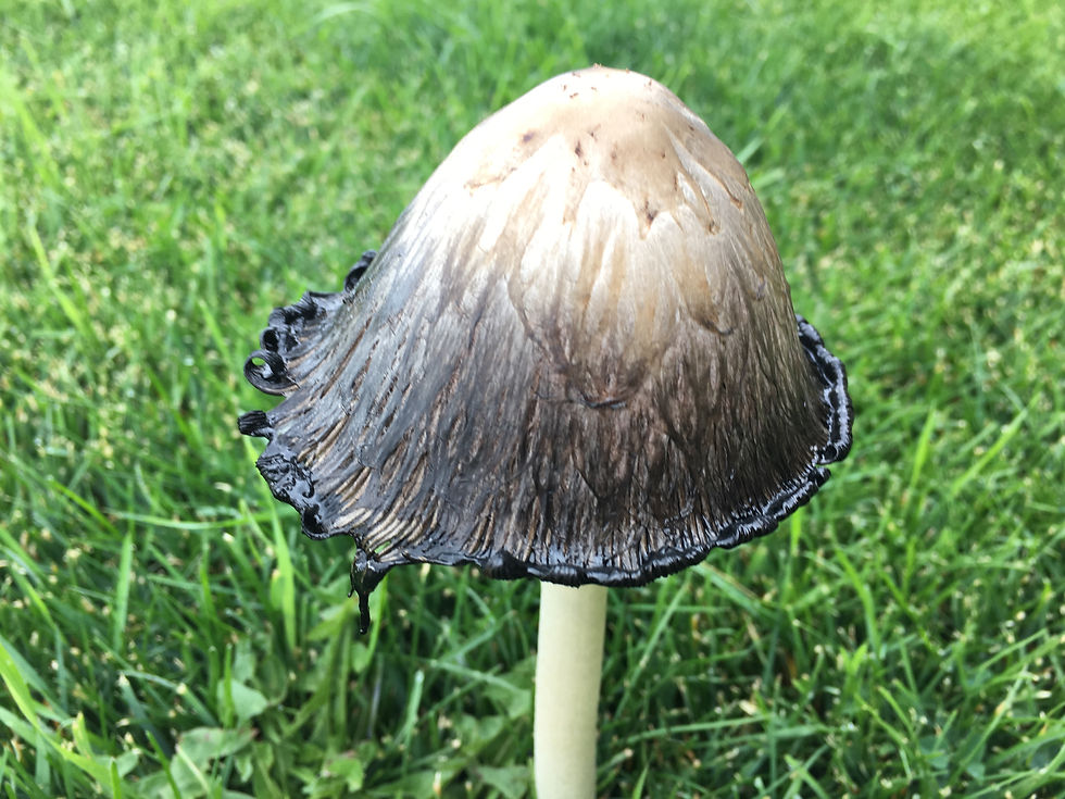 PLANT-BASED DIET Ted Talk