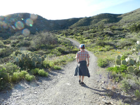Book Review: The Momentous Events in the Life of a Cactus
