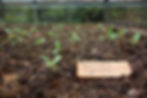Brussel sprouts shoots