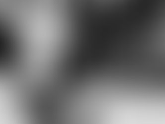 Les meilleurs amis de l'homme