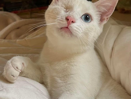 Companion Animal Intuitive Reiki
Remote