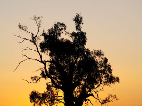 Timeless Resilience: How Indigenous Presence Creates Resilience